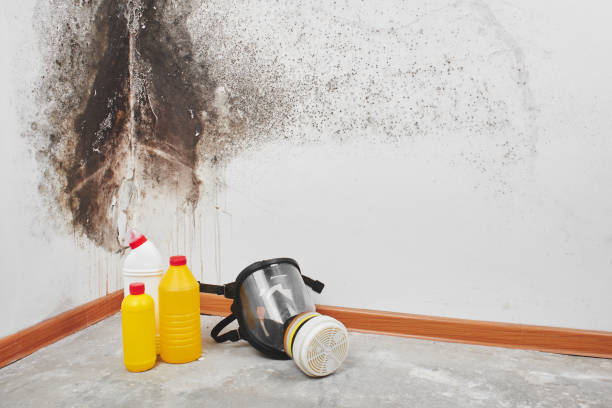 Best Emergency Mold Removal  in West Yellowstone, MT