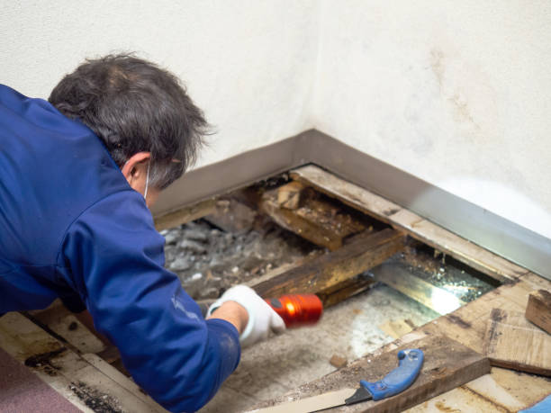 Best Mold Removal Process  in West Yellowstone, MT