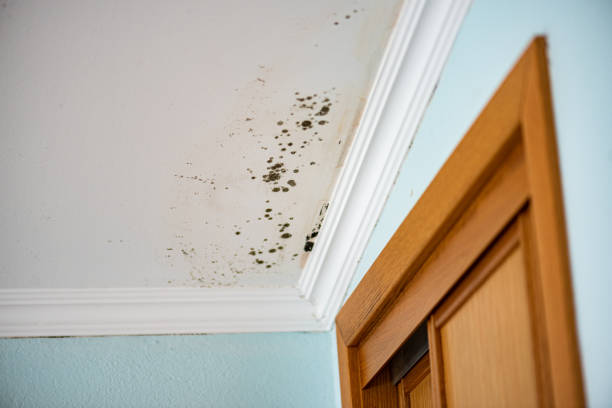 Best Mold Damage Repair  in West Yellowstone, MT