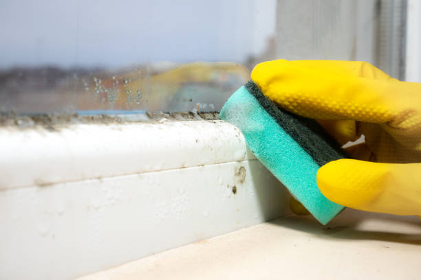 Best Mold Testing  in West Yellowstone, MT