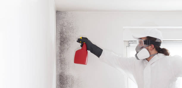 Best Fast Mold Removal  in West Yellowstone, MT