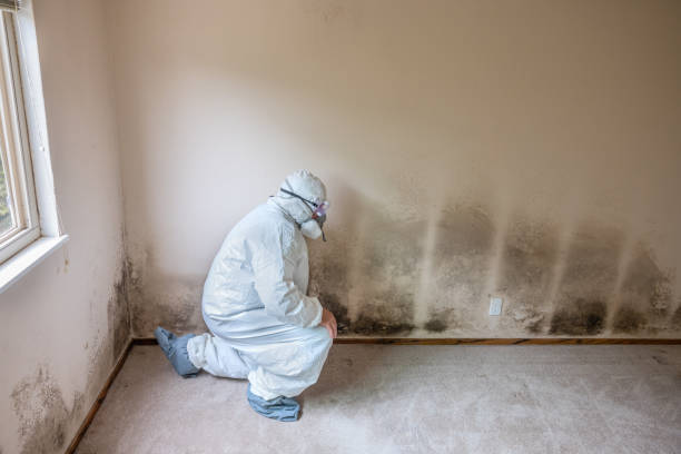 Best Fast Mold Removal  in West Yellowstone, MT