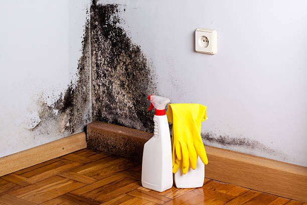 Best Mold Remediation Experts  in West Yellowstone, MT