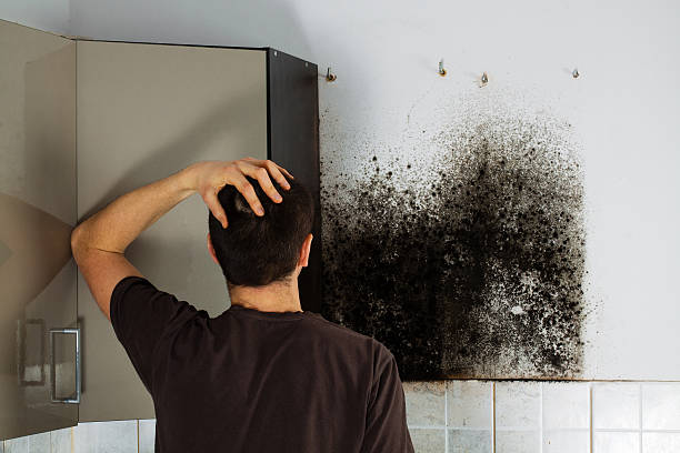 Best Same-Day Mold Removal  in West Yellowstone, MT