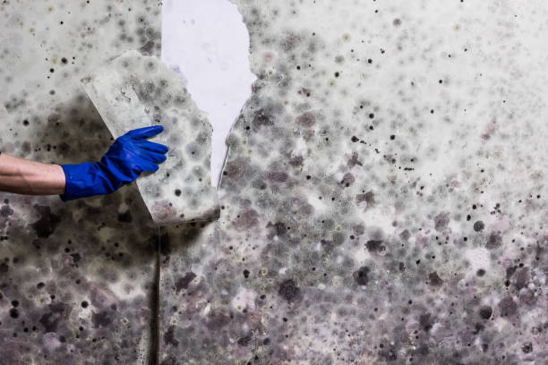 Best Local Mold Removal Service  in West Yellowstone, MT